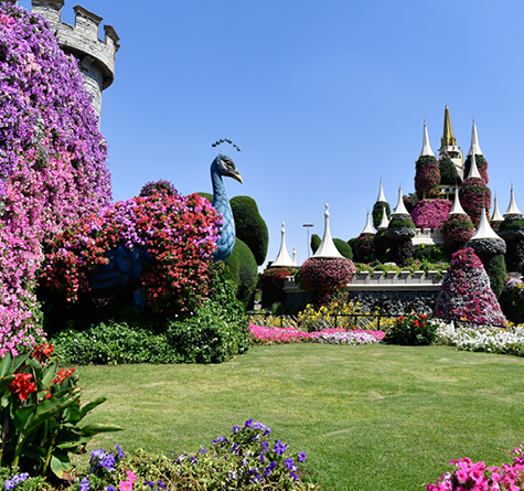 Dubai Miracle Garden, , medium